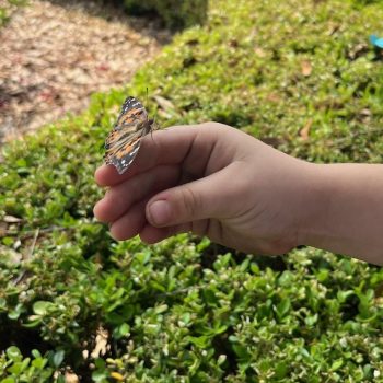 A butterfly alighting on a child's hand